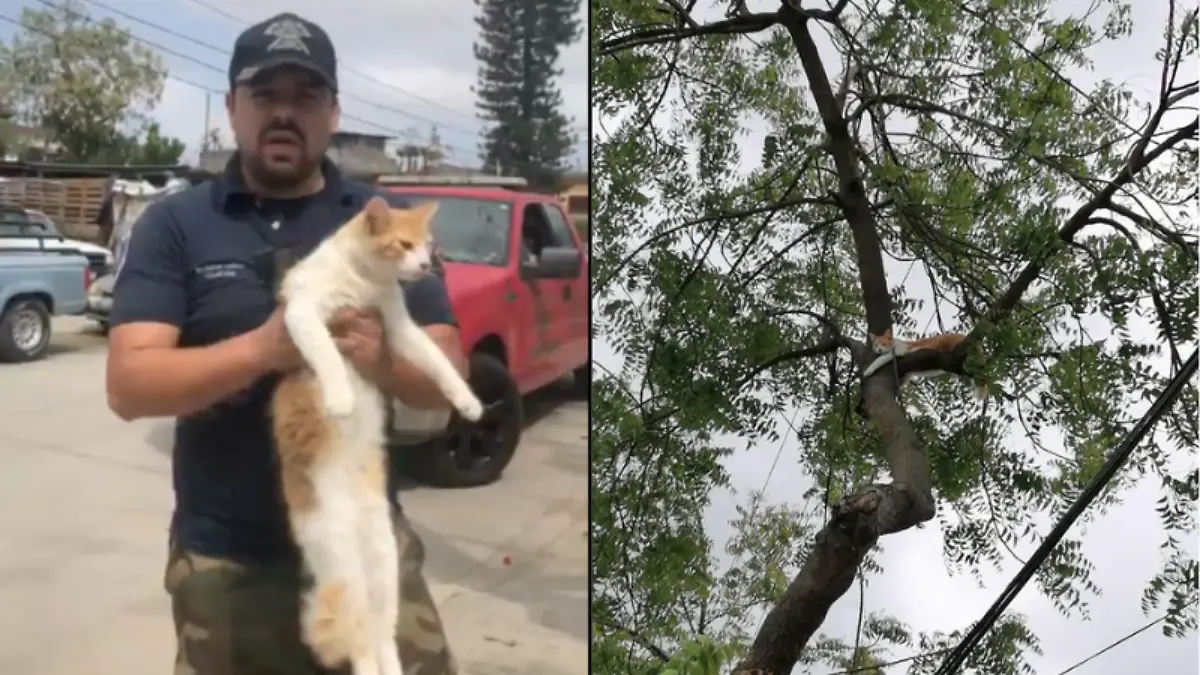 Bomberos salvan a michi que llevaba días sin poder bajar de un árbol, así fue el rescate