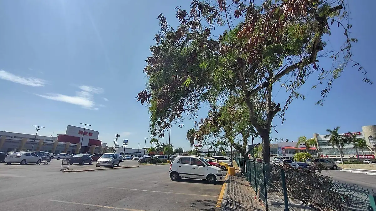 Solicitan a supermercados sembrar árboles en sus estacionamientos, a favor del medio ambiente2