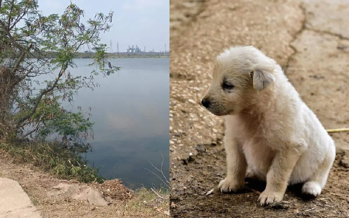 Amarran perritos a la orilla de la laguna, "esperan que sean devorados por cocodrilos"2