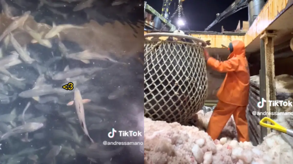 Mexicano muestra cómo es la vida descargando pescado en Alaska 