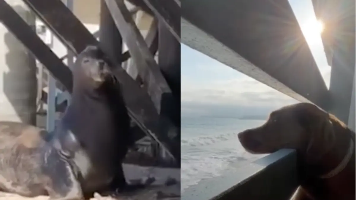 Un perro y un lobo marino se hacen amigos