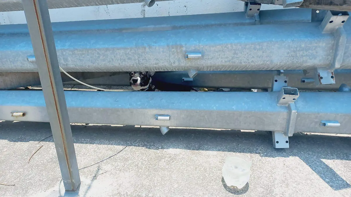 Amarran y abandonan a perrito bajo el sol en Tampico, ¿conoces a los dueños?