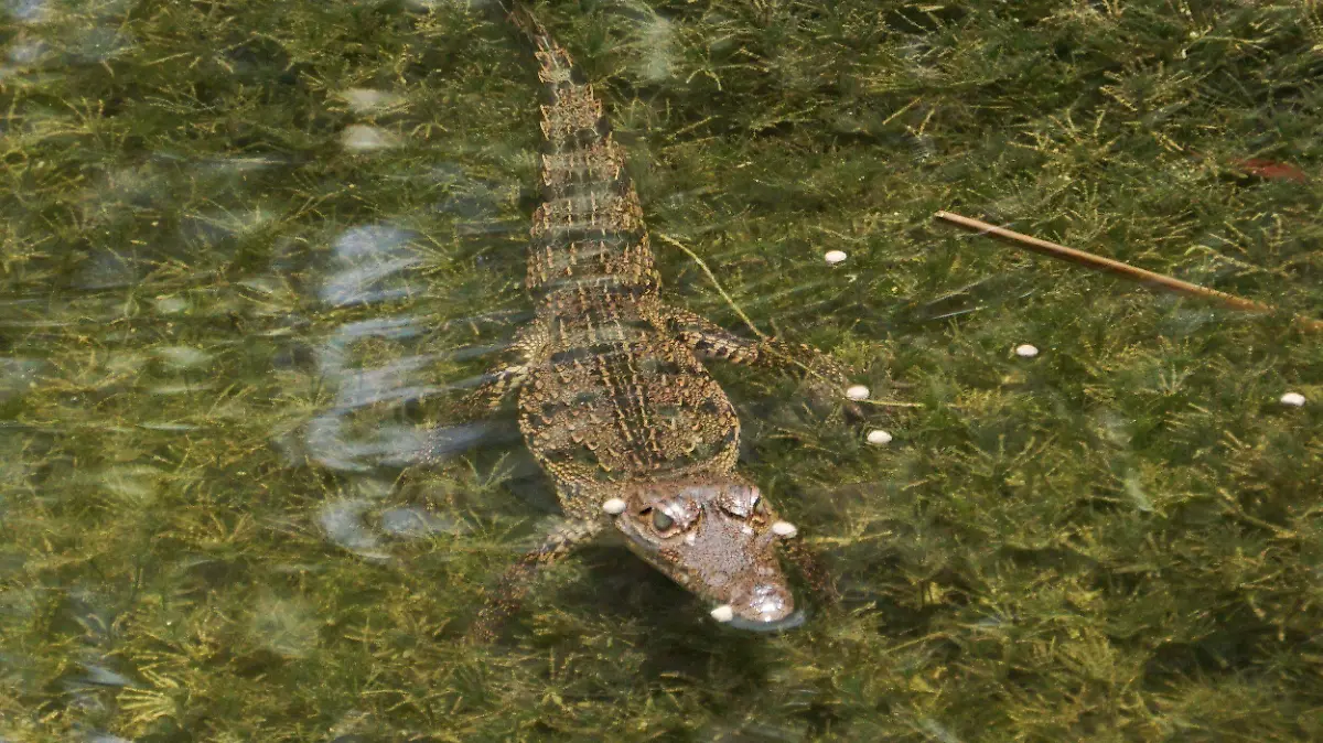 Hombre ingresa al hábitat de los cocodrilos, ¡le tocó la cola a uno!