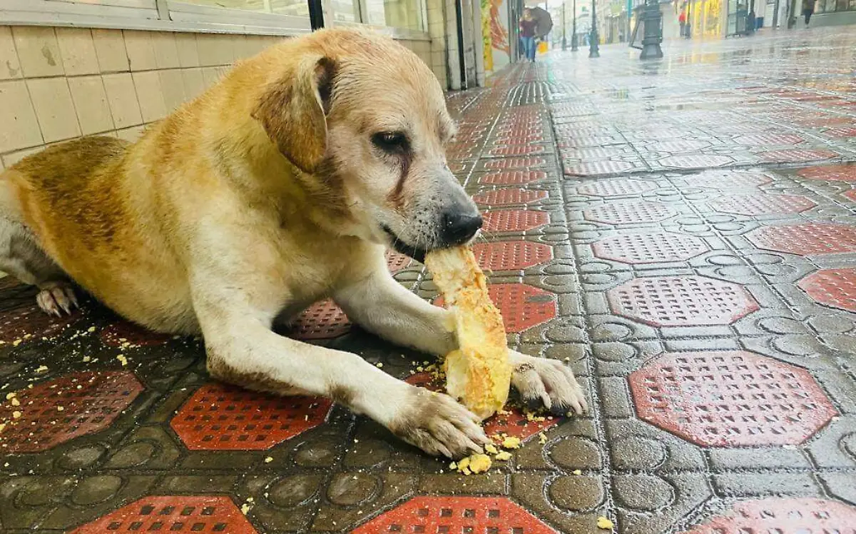 Piden ayuda para “Johnny”, el lomito que dormía afuera la panadería La Espiga