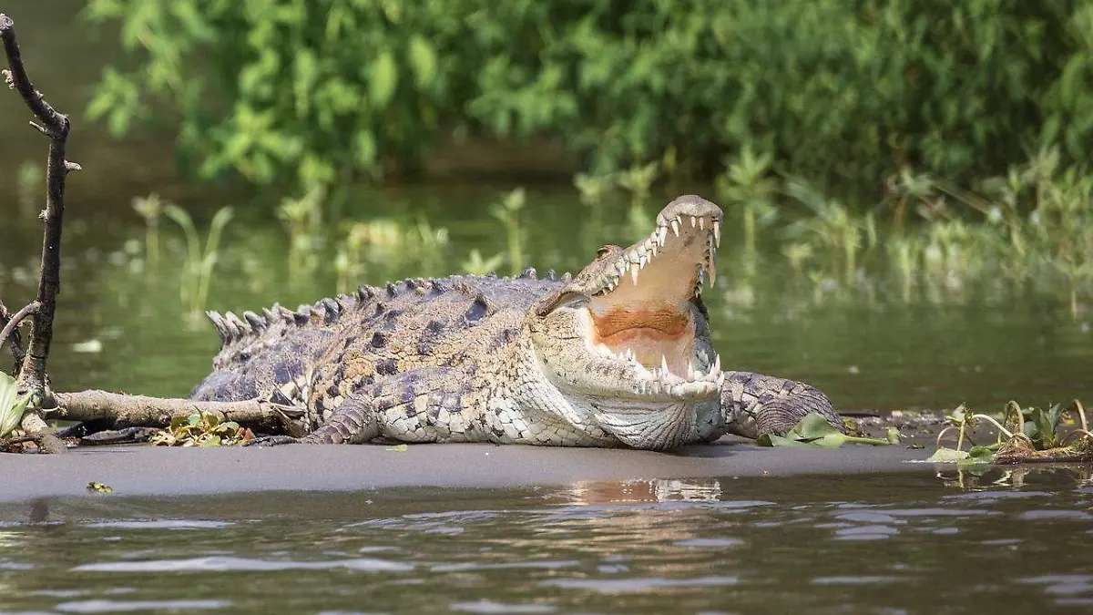 Cocodrilos en el río Bravo sorprenden hasta al gobernador de Texas