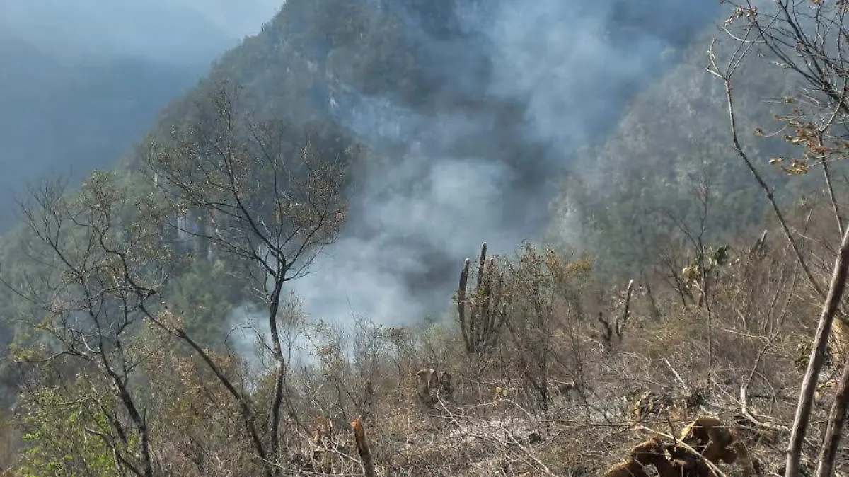 Reportan dos incendios forestales en la biósfera