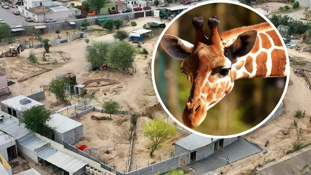 Renovarán zoológico de Nuevo Laredo con área Serengueti