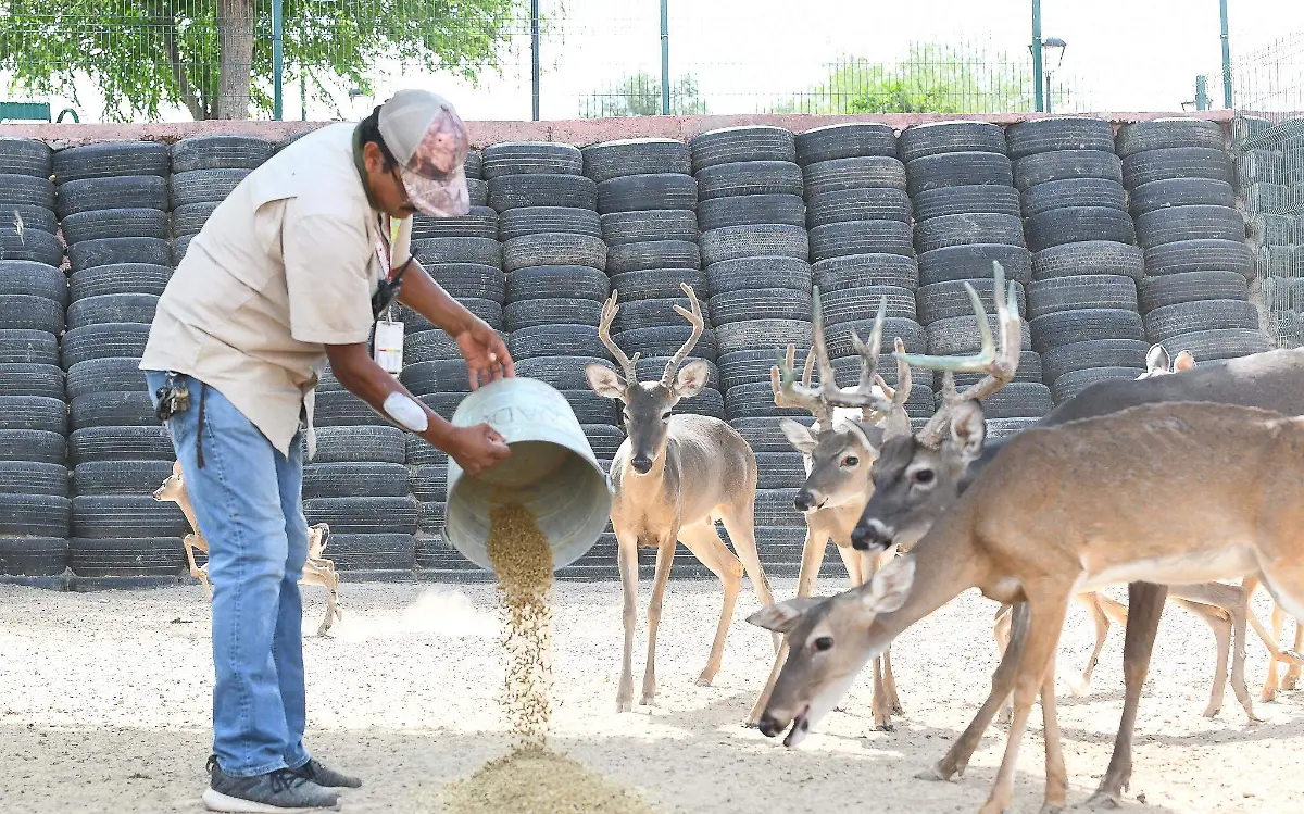 Zoológico de Tamaulipas se prepara para “recordar a los ancestros”
