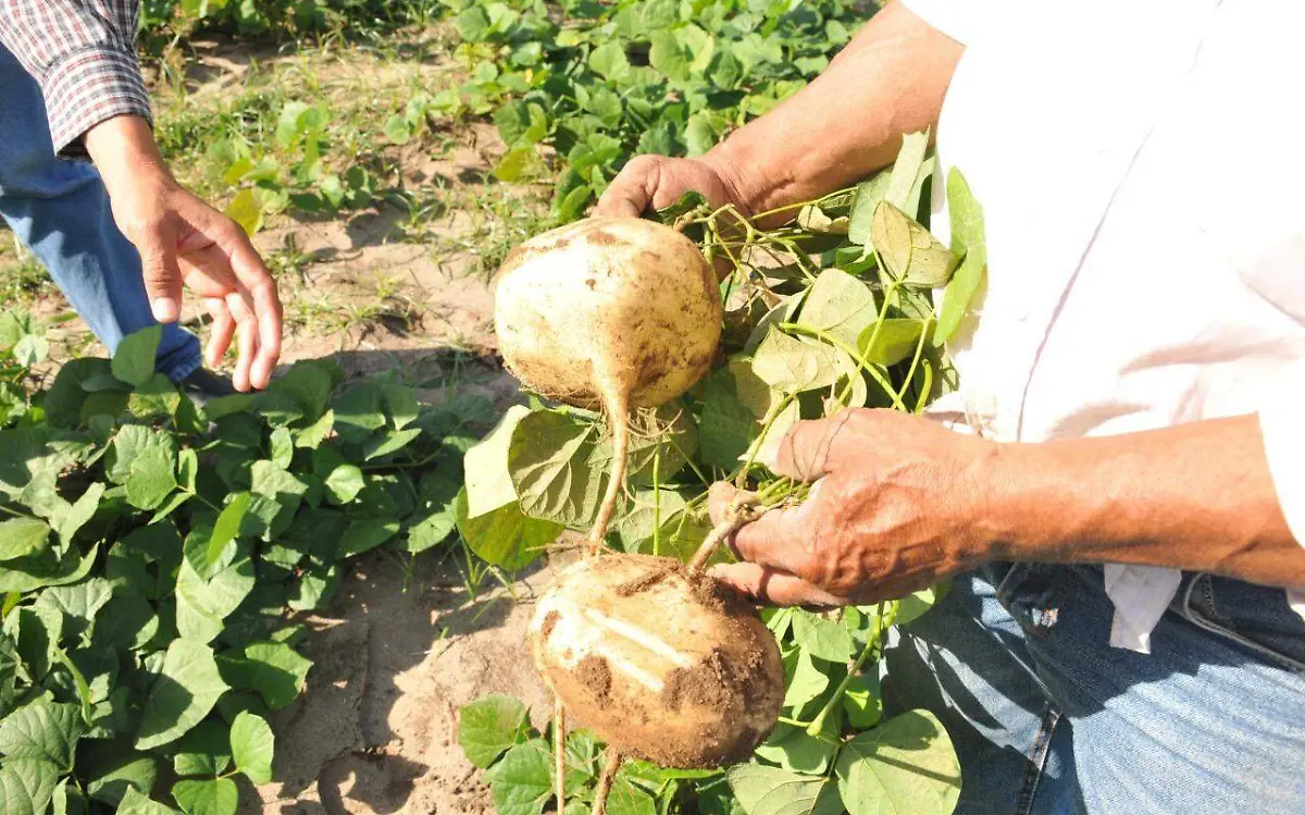 Comienza la cosecha de jícama en el norte de Veracruz1