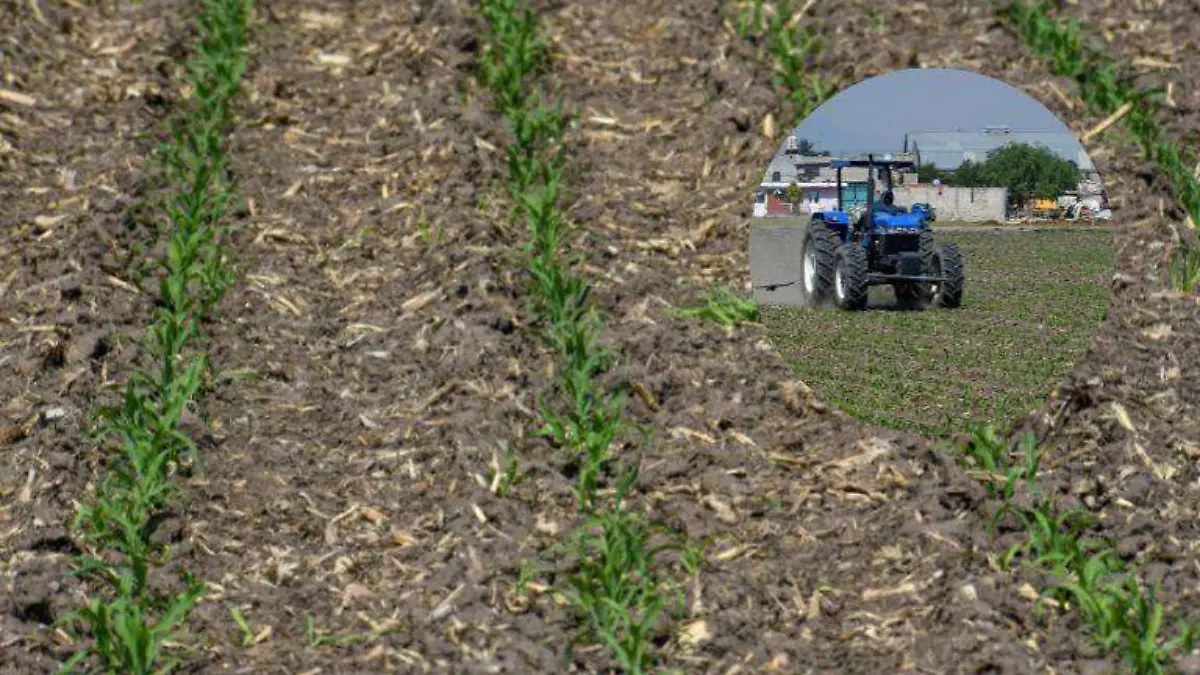 Se reactiva la siembra de sorgo en Tamaulipas, ¿en qué regiones se cultiva?     