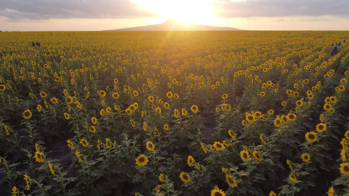 Abren nuevo campo de girasoles en González,
