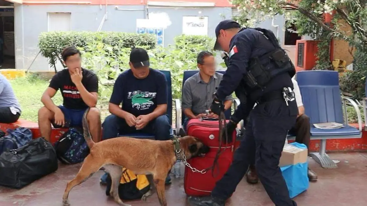 Perritos de la Guardia Estatal 'reciben' a turistas