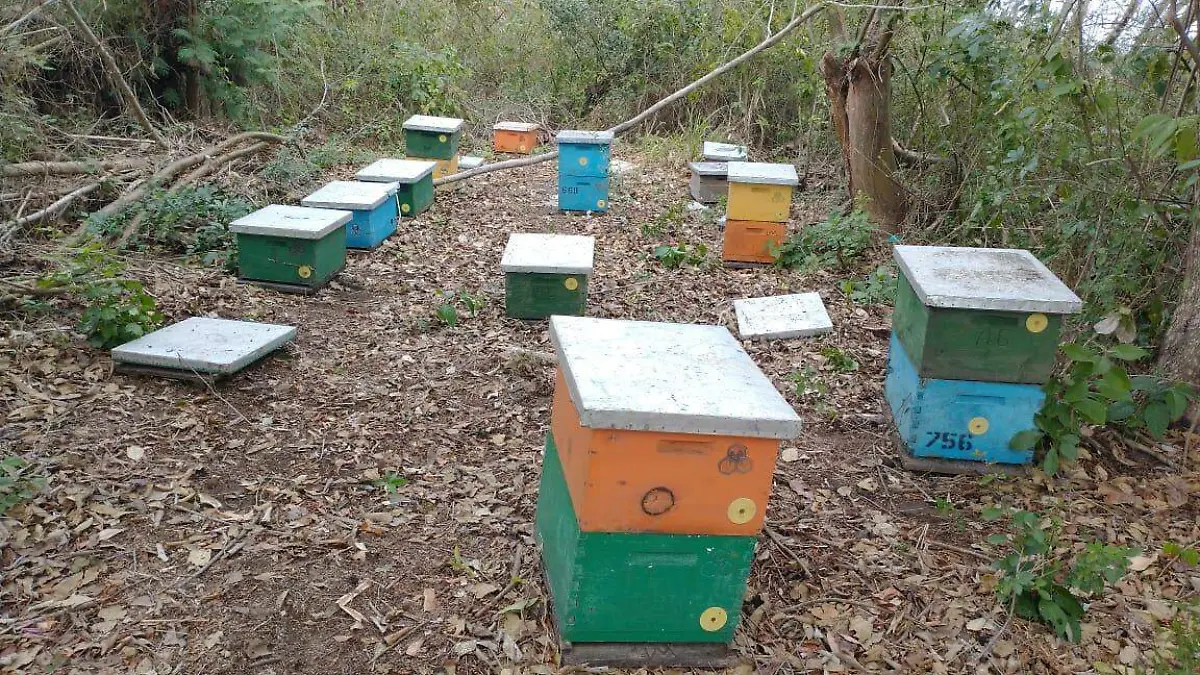 Buena producción de miel en el norte de Veracruz, ¿sabes cómo funciona una colmena?