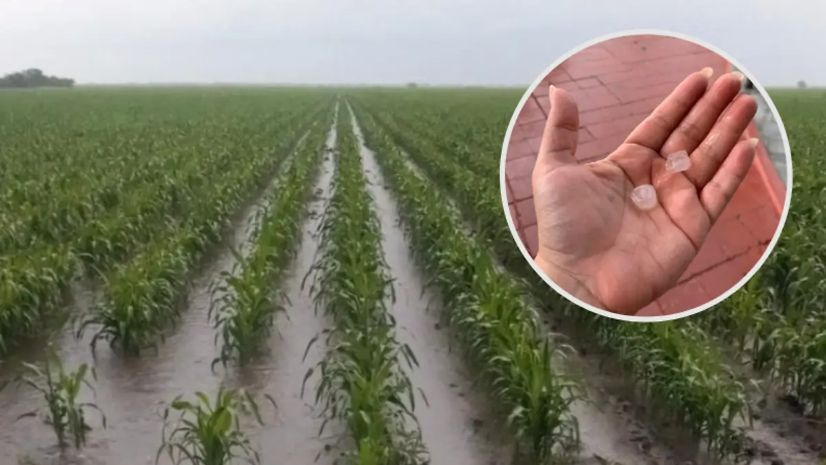 Le granizó fuerte al campo tamaulipeco en 2023