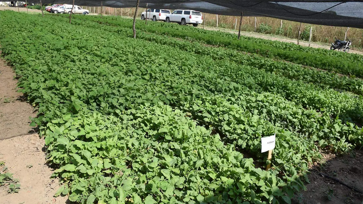 Pánuco pierde agricultura de autoconsumo, ¿a qué se debe?1