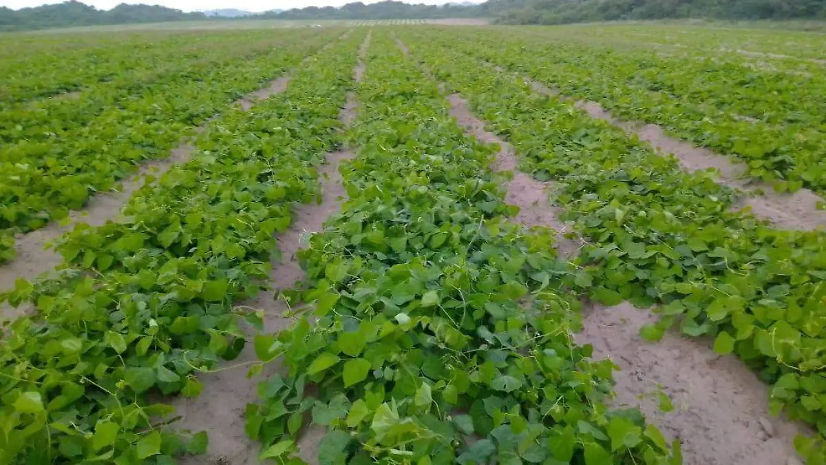 Agricultores analizan migrar a otros cultivos en el norte de Veracruz, aquí las razones  