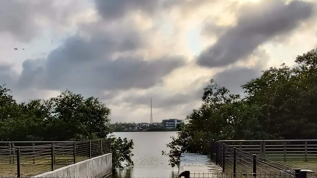 Manglares Laguna Carpintero