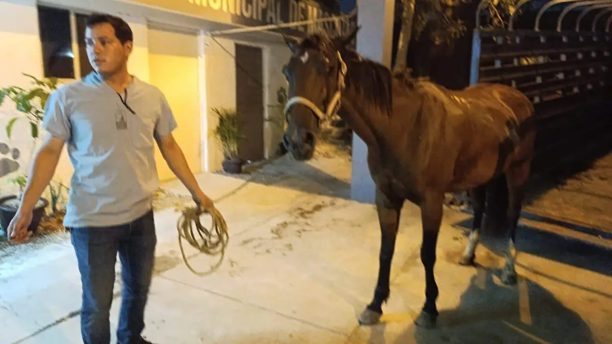 Caballo es resguardado