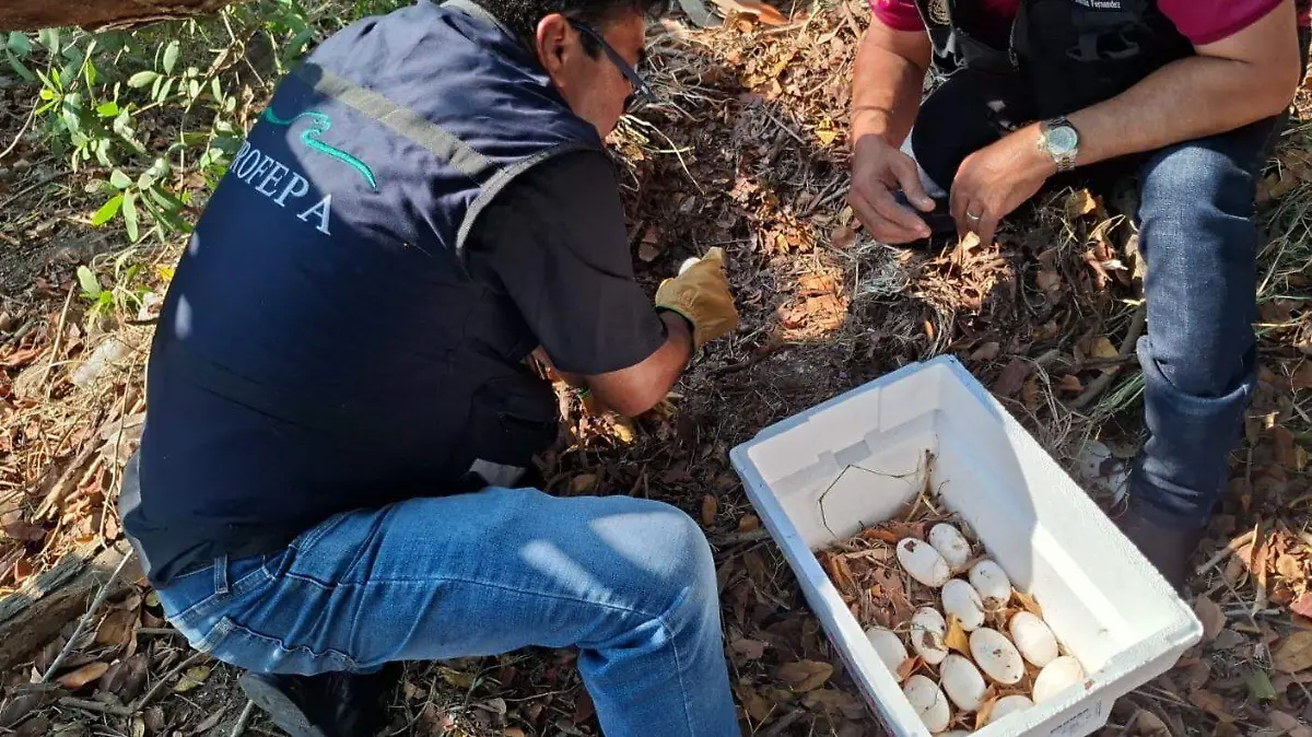 Cocodrilos en temporada de anidación: piden no acercarse a lagunas en Tampico