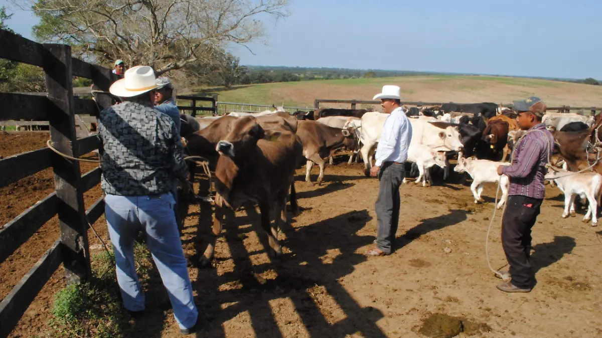 Productores y veterinarios se unen contra el gusano barrenador del ganado en Veracruz