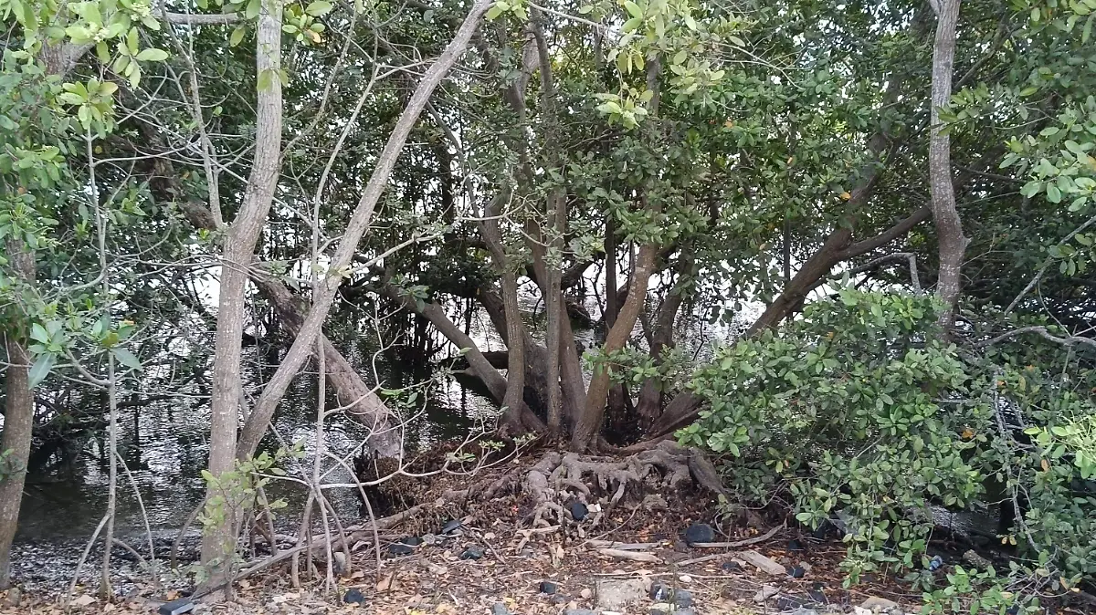 Los manglares son importantes barreras naturales