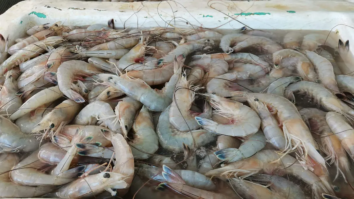 La escasez del crustáceo agrava situación económica de pescadores del norte de Veracruz