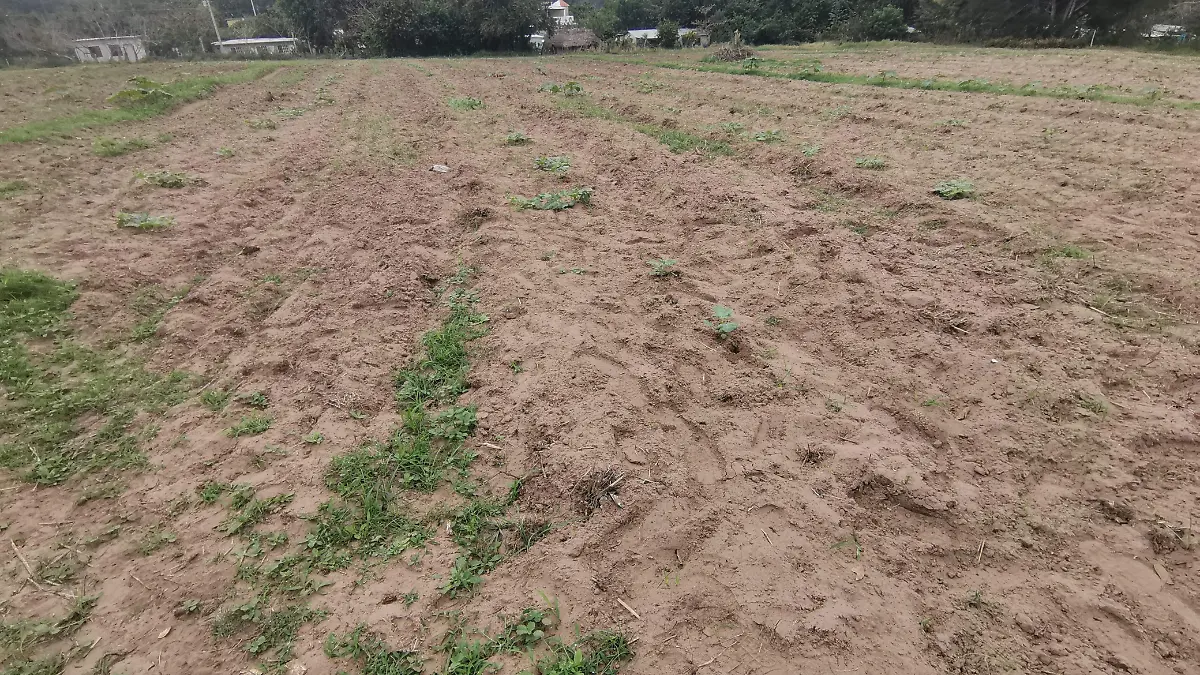 El ciclo de siembra de la jícama comenzará el mes de julio en el norte de Veracruz