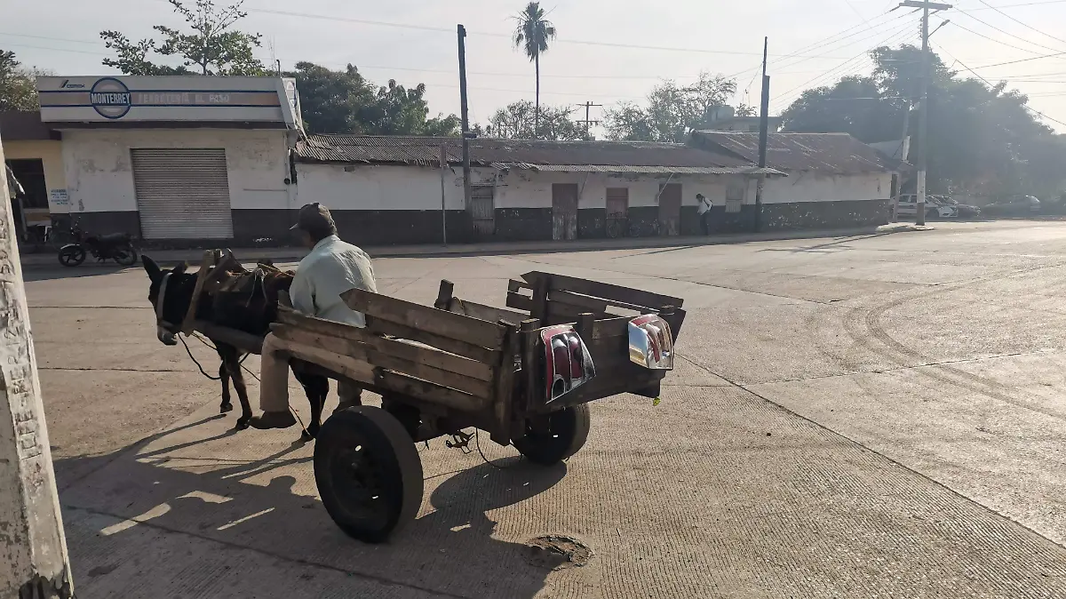 Burros trabajo rural