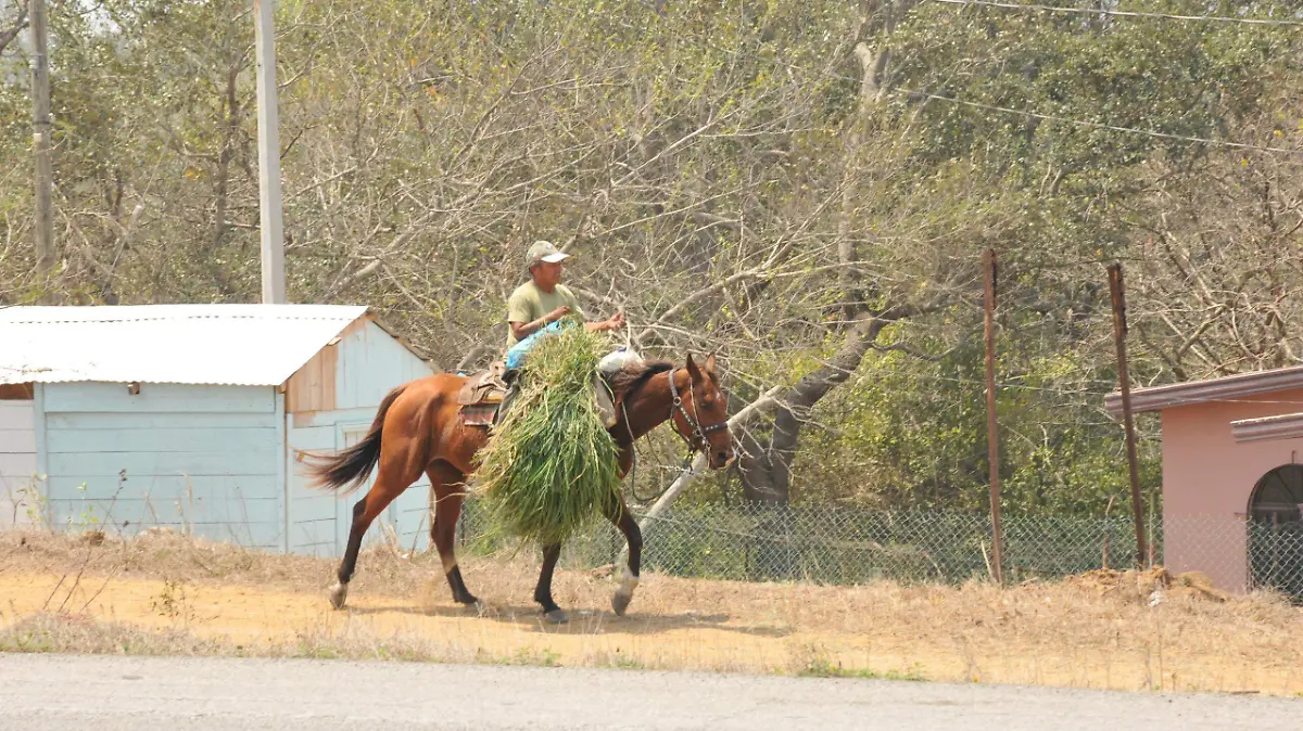 Animales carga Veracruz