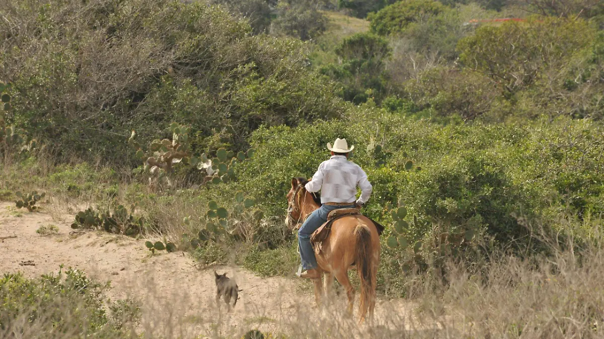 Caballo actividades diarias