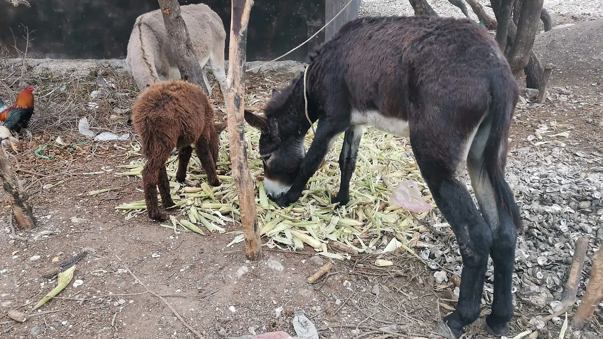Trabajo animales Veracruz