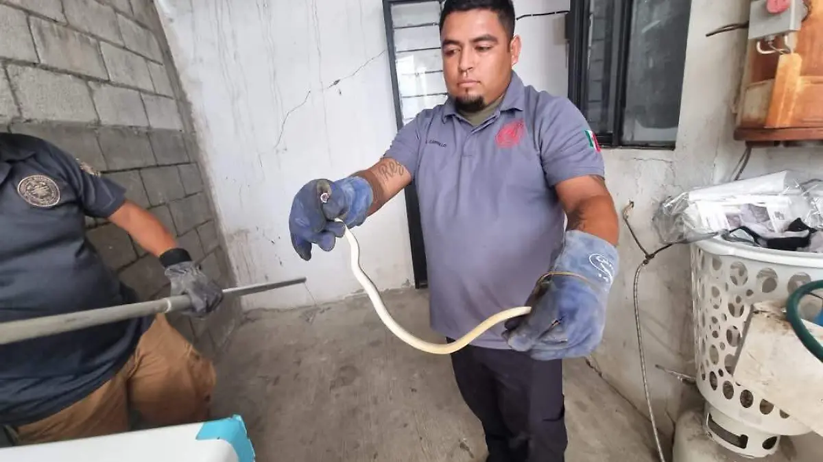 Una familia de la colonia Miguel Alemán de Ciudad Victoria reportó al número de emergencias la presencia de dos víboras en su hogar
