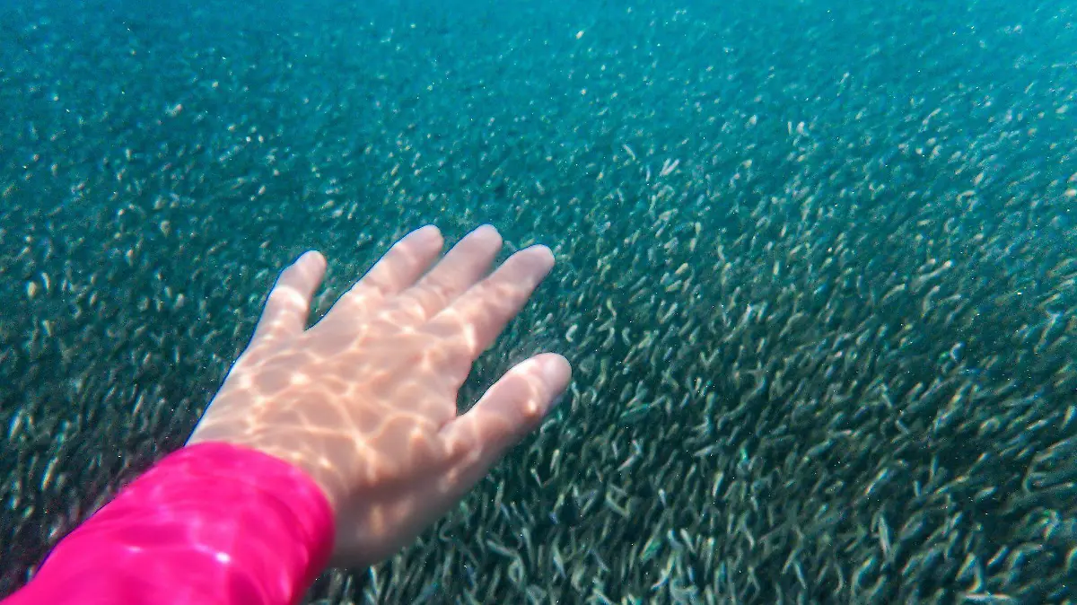 Playa Miramar anchoas