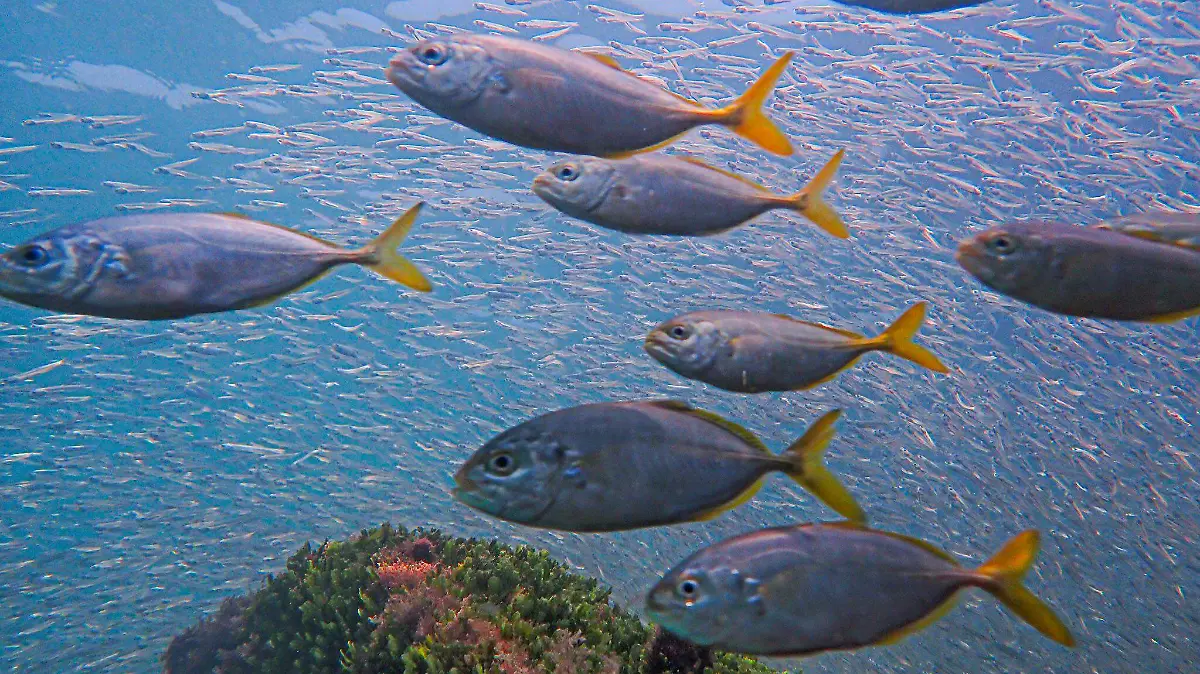 Anchoas ecosistema marino
