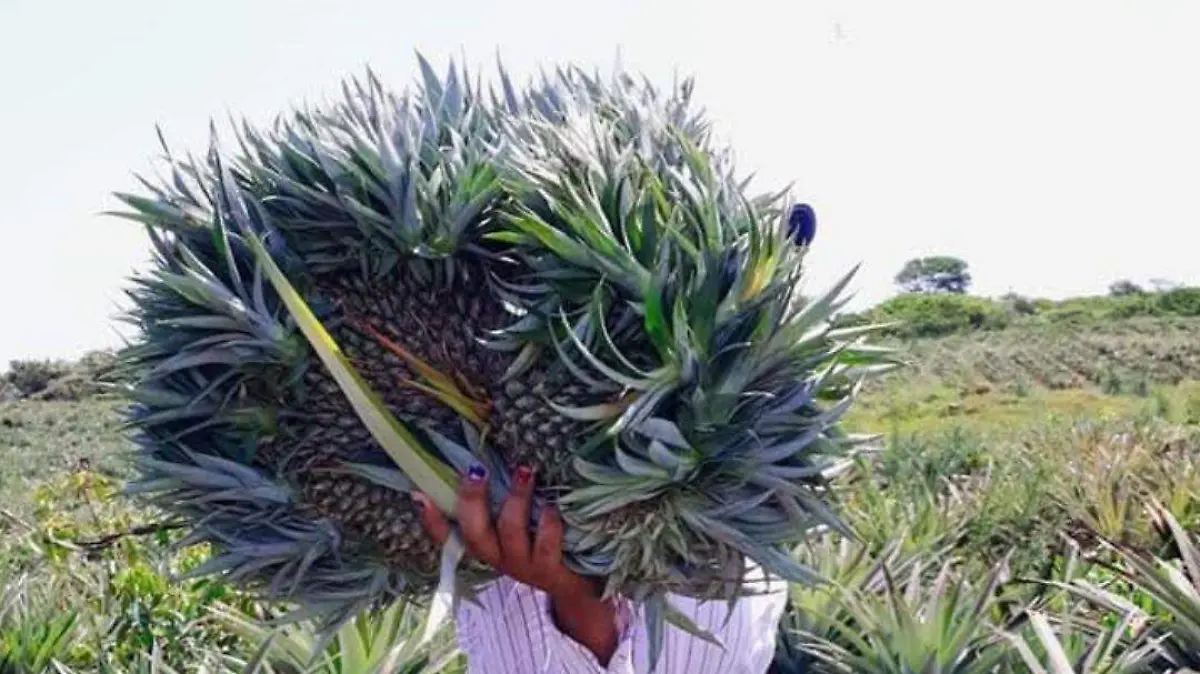 Sin agua no hay piña: productores alertan sobre impacto prolongado por la sequía al norte de Veracruz