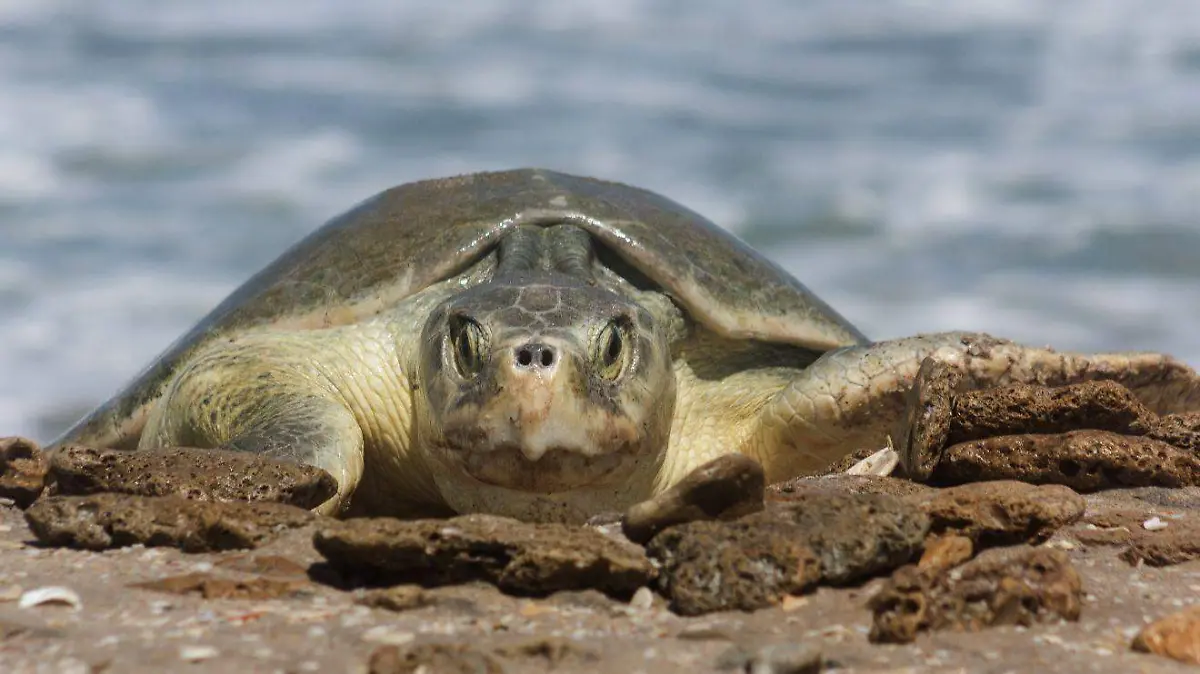 Tortuga lora Tamaulipas