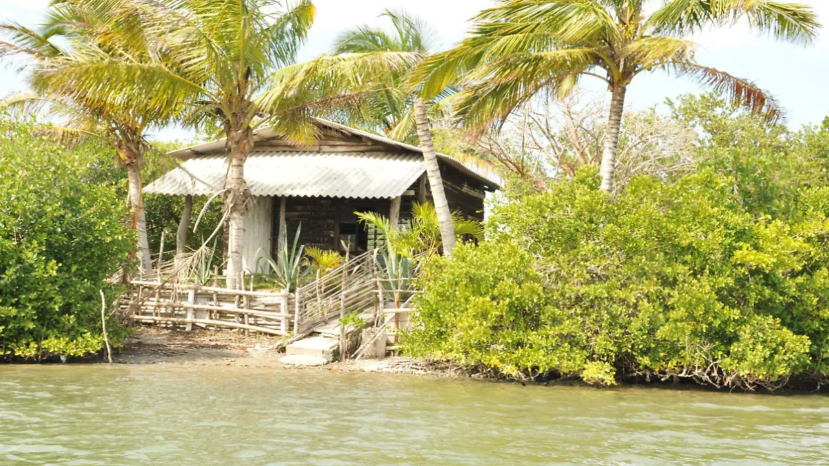 La tala de manglar está contemplada en el artículo 420 Bis del Código Penal Federal, que estipula penas de dos a 10 años de prisión