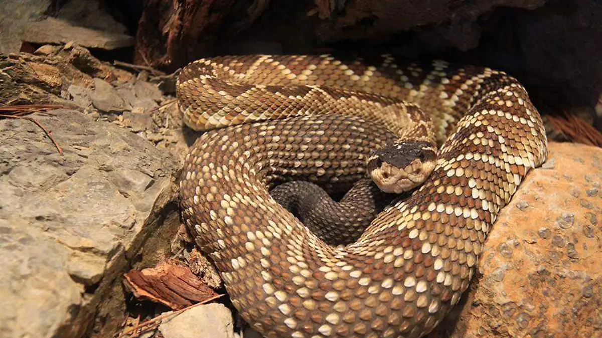 Tamaulipas se ubica como el octavo estado con más casos de serpiente, solo detrás de Guanajuato, Veracruz y Estado de México
