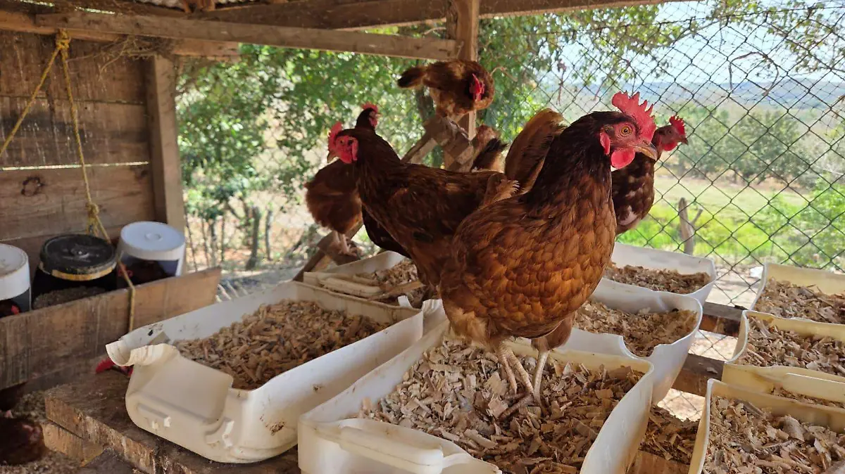 Gallinas ponedoras, el nuevo aliado de las familias en Ozuluama