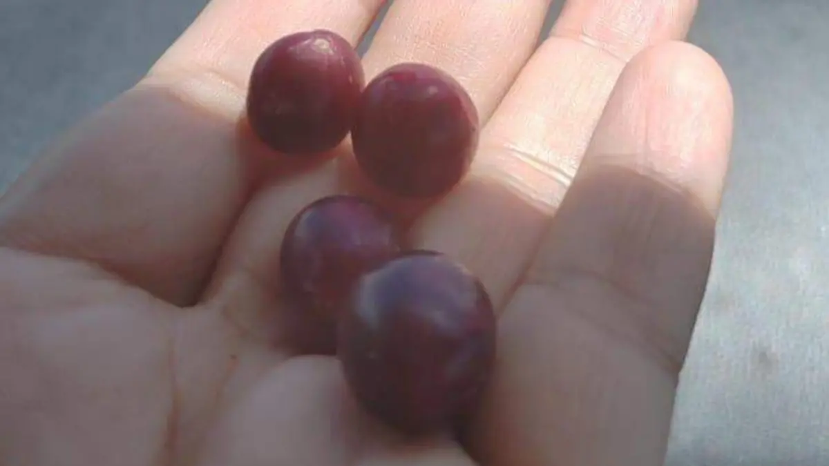 El garambullo, que se da en la tierra semiárida de Tula, tiene un buen sabor 