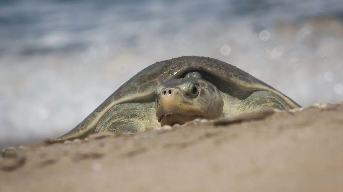 tortuga fest