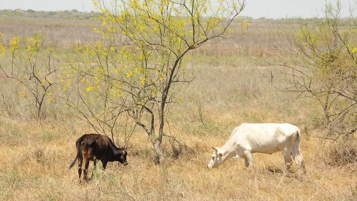 Productores ganado Veracruz