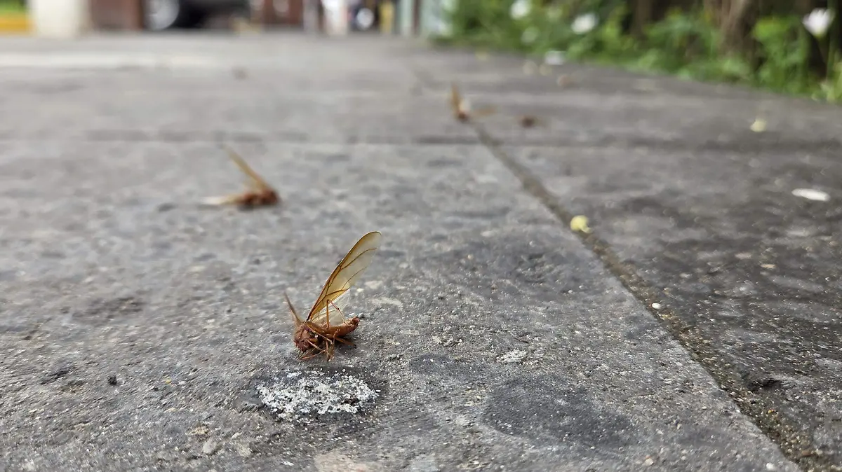 Chicatanas norte Veracruz