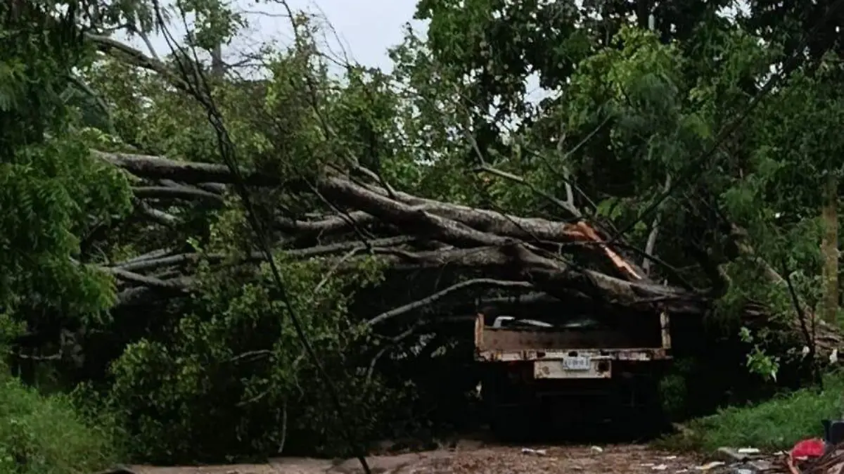 El enorme árbol ficus, cayó sobre una camioneta estacionada en la calle Benito Juárez