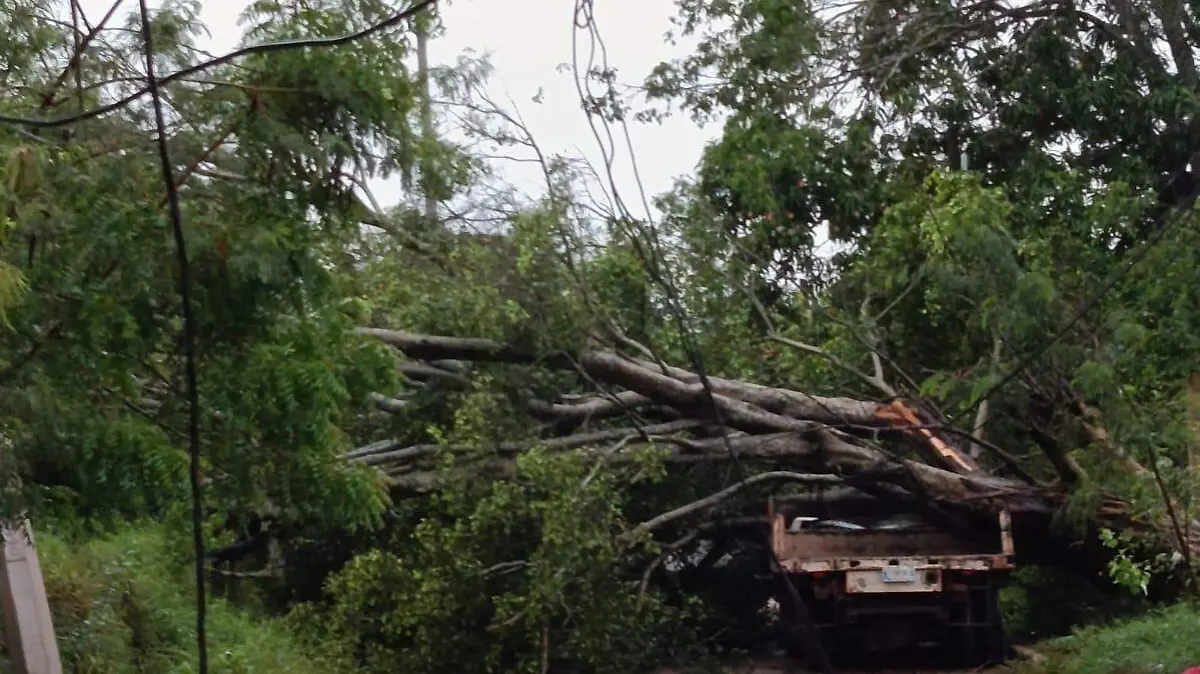 Personal del H. Cuerpo de Bomberos realizó maniobras para retirar el árbol y liberar la vialidad