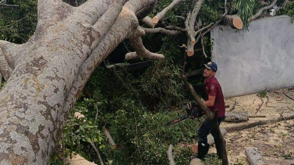 El ficus de más de 15 metros colapsó durante la madrugada, afectando el tendido eléctrico de la zona centro-norte de Altamira Bomberos de Altamira