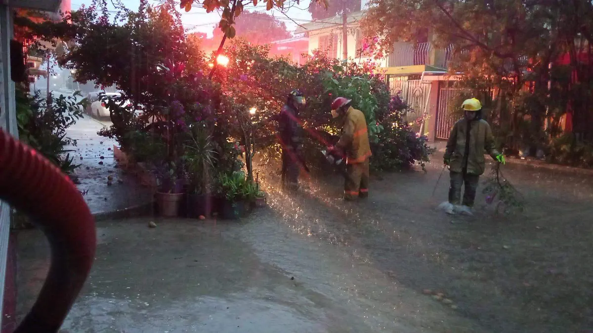 Han atendido múltiples reportes de árboles caídos en Ciudad Madero