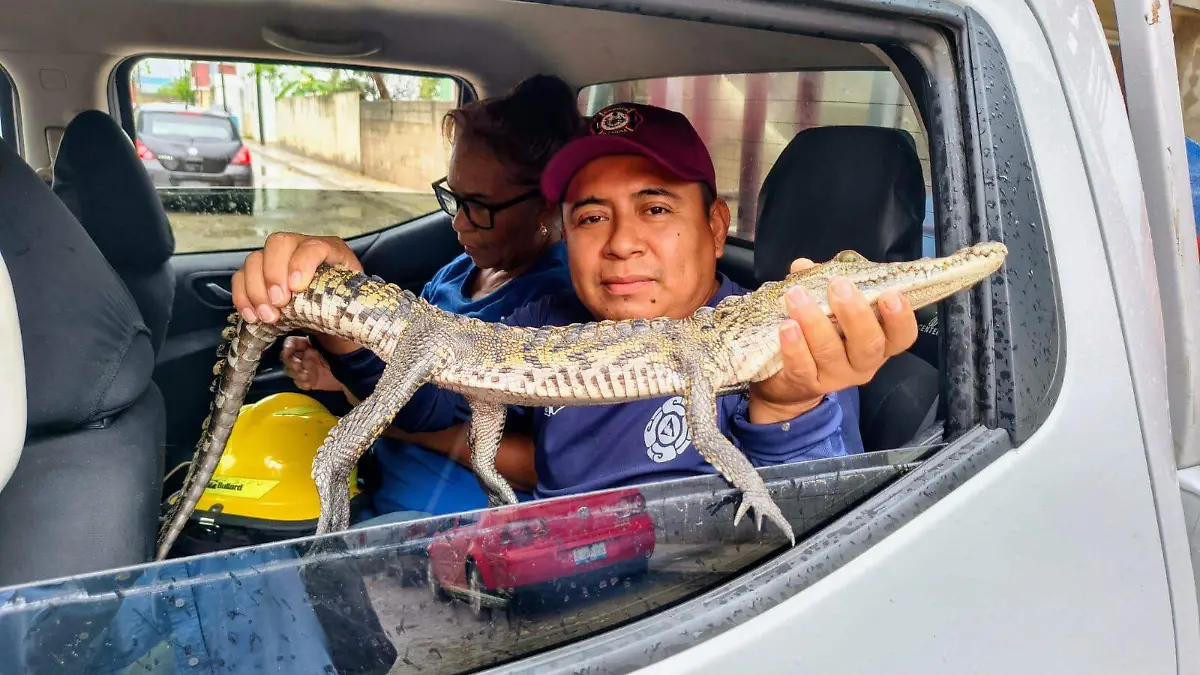 Fuerte precipitación pluvial sacan a cuatro lagartos de su hábitat en Altamira