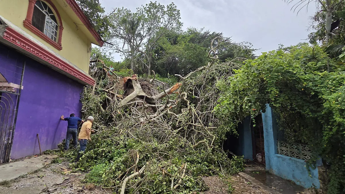 Árbol cae sobre casa en Pueblo Viejo y deja familia atrapada
