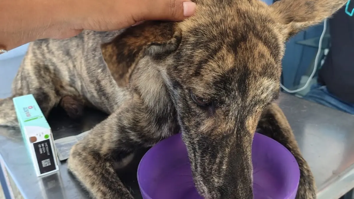Tras ser rescatada, la mascota recibió atención veterinaria
